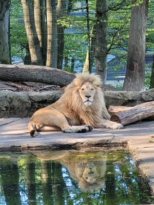 Foto des Albums: Zoobesuch 4. Klassen