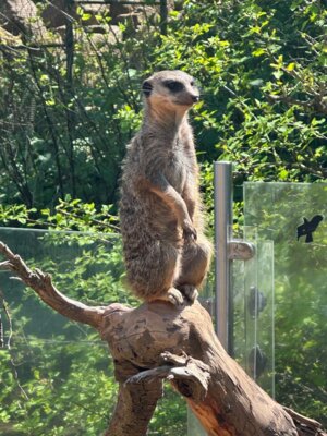 Foto des Albums: Zoobesuch 4. Klassen