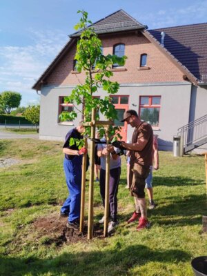 Foto des Albums: Girlande wickeln, Maibaum aufstellen und eine Linde pflanzen