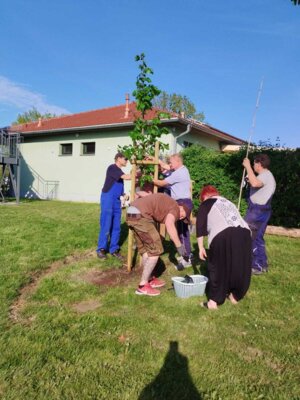 Foto des Albums: Girlande wickeln, Maibaum aufstellen und eine Linde pflanzen