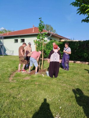 Foto des Albums: Girlande wickeln, Maibaum aufstellen und eine Linde pflanzen
