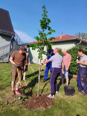 Foto des Albums: Girlande wickeln, Maibaum aufstellen und eine Linde pflanzen