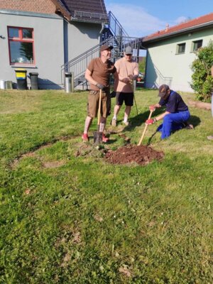 Foto des Albums: Girlande wickeln, Maibaum aufstellen und eine Linde pflanzen