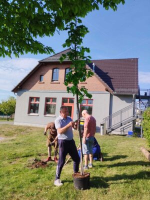Foto des Albums: Girlande wickeln, Maibaum aufstellen und eine Linde pflanzen