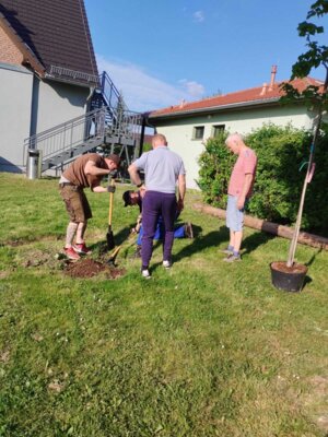 Foto des Albums: Girlande wickeln, Maibaum aufstellen und eine Linde pflanzen