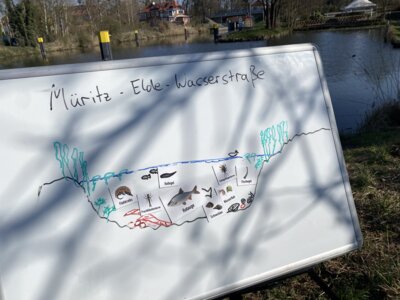 Foto des Albums: LAV MV Mobil - Gewässer erleben