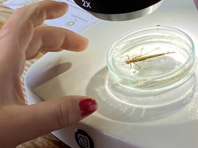 Foto des Albums: LAV MV Mobil - Gewässer erleben