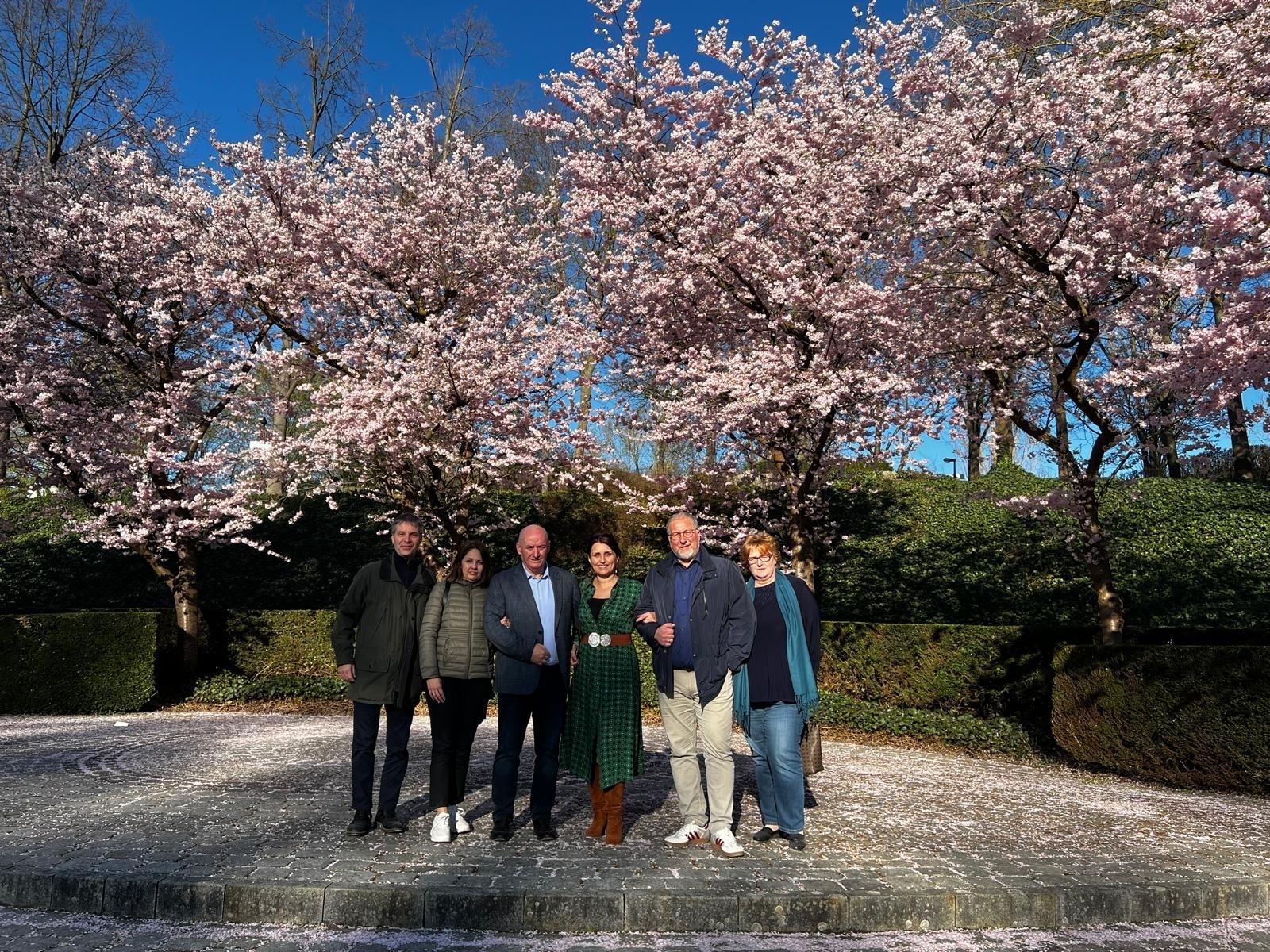 Bild: Kirschblüte im Ahnepark