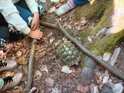Foto des Albums: Der Wald - Ausflug der 2b ins RUZ