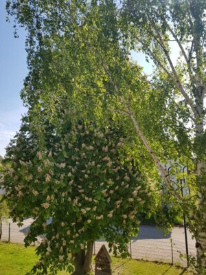 Fotoalbum Blauglockenbaum ... auf unserem Schulhof
