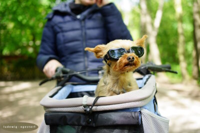 Cooler Hund - war mit Frauchen unterwegs  (Bild vergr&ouml;&szlig;ern)