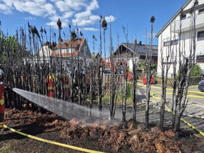 Foto des Albums: 20250509_Hecke_ImFeuerhaupt