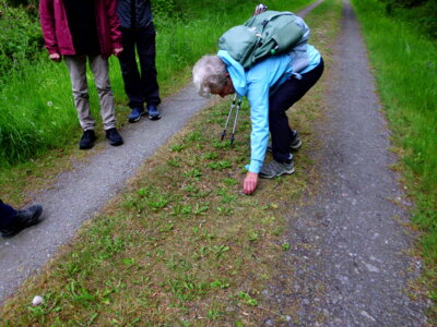 ...und sichert Weinbergschnecken vom Weg  (Bild vergr&ouml;&szlig;ern)