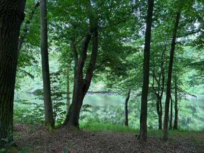 Niemannsteich  (Bild vergr&ouml;&szlig;ern)