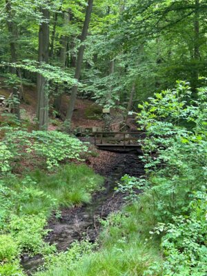 Im Erlengrund  (Bild vergr&ouml;&szlig;ern)