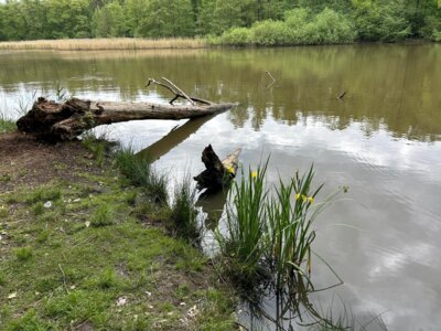 Niemannsteich  (Bild vergr&ouml;&szlig;ern)