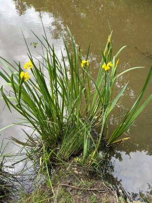 Sch&ouml;n  (Bild vergr&ouml;&szlig;ern)