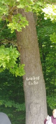 Ob der Baum helfen kann?  (Bild vergr&ouml;&szlig;ern)
