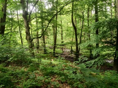 Herrenwiesengeh&auml;ge  (Bild vergr&ouml;&szlig;ern)