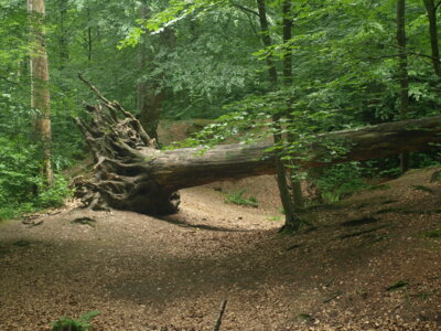 Foto des Albums: Quellen, Brunnen und viel Wald