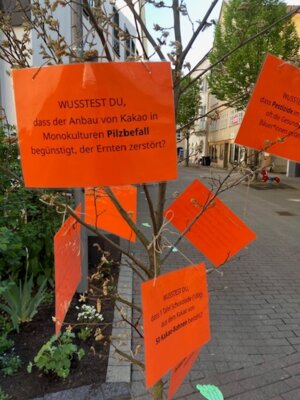 Infos zum Kakaoanbau an einem Baum geh&auml;ngt  (Bild vergr&ouml;&szlig;ern)