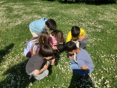 Mit unseren Becherlupen sind wir auf der Suche nach Wiesensch&auml;tzen.  (Bild vergr&ouml;&szlig;ern)