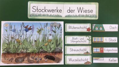 Wir lernen die Stockwerke der Wiese kennen &hellip;  (Bild vergr&ouml;&szlig;ern)