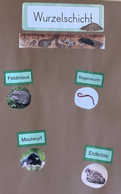 &hellip; und ordnen Tiere den Stockwerken zu.  (Bild vergr&ouml;&szlig;ern)