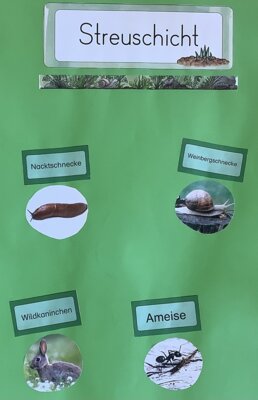 Foto des Albums: Projektwoche 2025