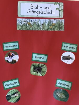 Foto des Albums: Projektwoche 2025