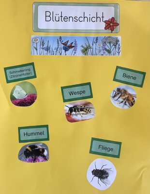 Foto des Albums: Projektwoche 2025