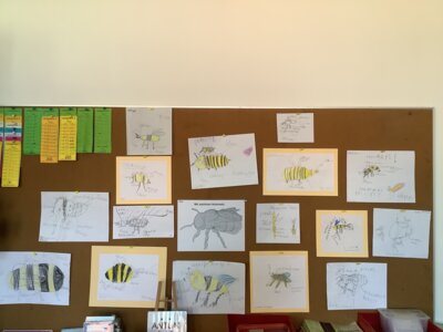 Wir zeichnen Hummeln.  (Bild vergr&ouml;&szlig;ern)