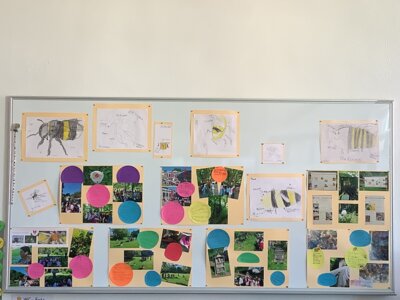 Wir erforschen Hummeln!   Grugabesuch: Bl&uuml;ten und Best&auml;uber  (Bild vergr&ouml;&szlig;ern)