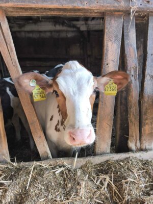 Foto des Albums: Ausflug zum Bauernhof Borchers 3a