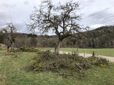 Foto des Albums: Laubholzmisteln