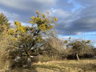Foto des Albums: Laubholzmisteln