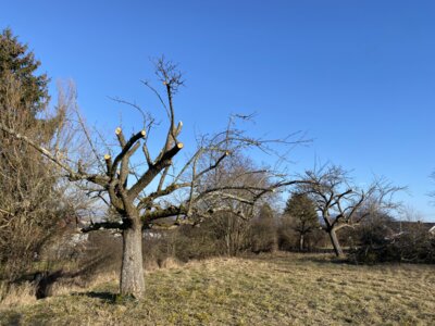 Foto des Albums: Laubholzmisteln