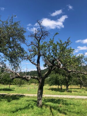 Foto des Albums: Ungleicher Holzbohrer:
