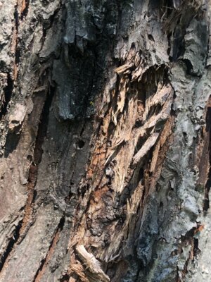 Foto des Albums: Ungleicher Holzbohrer: