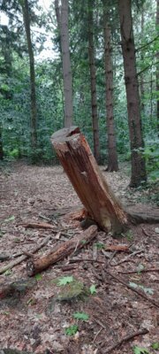 Foto des Albums: 2025-05-27_Bordesholmer_See