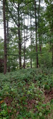 Foto des Albums: 2025-05-27_Bordesholmer_See