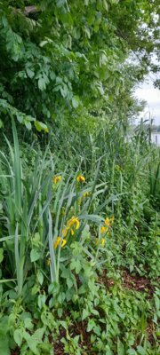 Foto des Albums: 2025-05-27_Bordesholmer_See