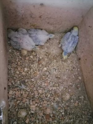 Fotoalbum Unsere Wellensittiche haben Junge!