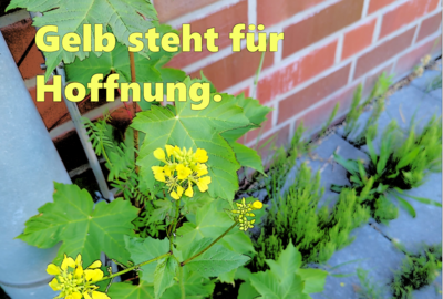 Foto des Albums: Artenvielfalt auf unserem Schulgelände: Ein Projekt der 10a und der 10b