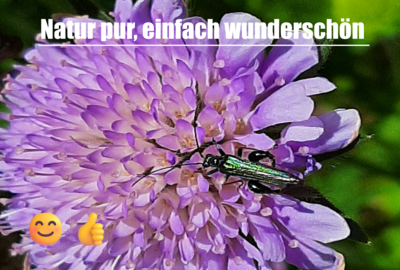 Foto des Albums: Artenvielfalt auf unserem Schulgelände: Ein Projekt der 10a und der 10b