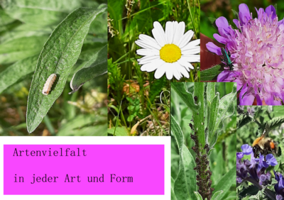 Foto des Albums: Artenvielfalt auf unserem Schulgelände: Ein Projekt der 10a und der 10b
