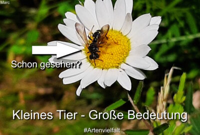Foto des Albums: Artenvielfalt auf unserem Schulgelände: Ein Projekt der 10a und der 10b