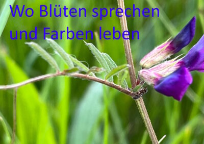 Foto des Albums: Artenvielfalt auf unserem Schulgelände: Ein Projekt der 10a und der 10b