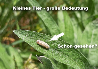 Foto des Albums: Artenvielfalt auf unserem Schulgelände: Ein Projekt der 10a und der 10b