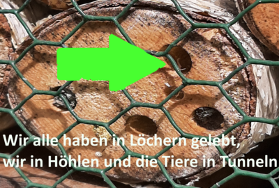 Foto des Albums: Artenvielfalt auf unserem Schulgelände: Ein Projekt der 10a und der 10b